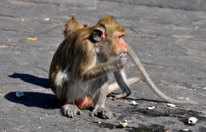 Monkeys on Khao Samuk Bang Saen